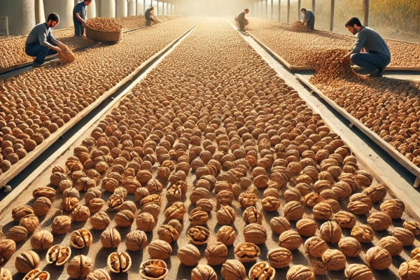 DALL·E 2024-06-20 14.56.37 - An image showing the second step in the walnut production process_ Drying of Nut. Walnuts spread out on large mats or trays under the sun or in a dryi DALL·E 2024-06-20 14.56.37 - An image showing the second step in the walnut production process_ Drying of Nut. Walnuts spread out on large mats or trays under the sun or in a dryi